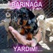 Barınağa Yardım